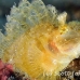 rhinopias_paddleflap_kbrpanpar_h_0165_sul6193.jpg